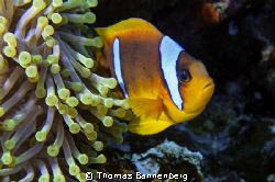 Clownfish at Anemone City - Daedalus Reef

NIKON D7000 ... by Thomas Bannenberg 